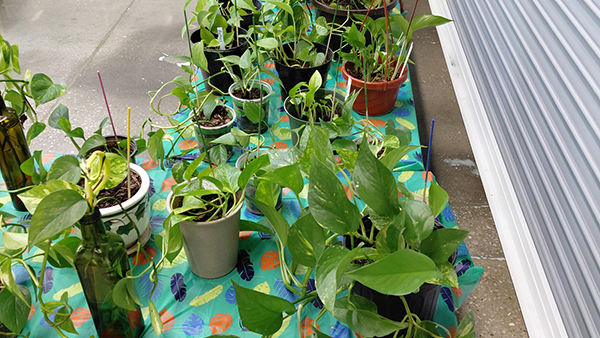 Houseplant Sale - Apr 25, 2026