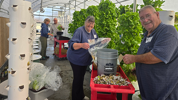 Nixa Jr High lettuce harvest - Jan 13, 2026